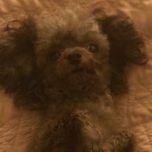 Meet your Posher, Marcia